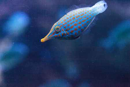Orange spotted filefish Oxymonacanthus longirostris is found in the Indo-Pacific Oceans