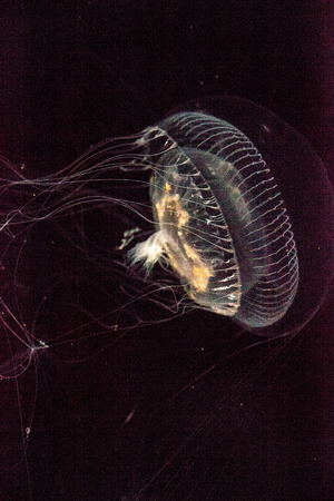 Crystal jellyfish Aequorea victoria is a bioluminescent hydrozoan jellyfish that is found off the west coast of North Americaの写真素材