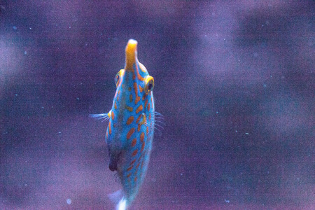 Orange spotted filefish Oxymonacanthus longirostris is found in the Indo-Pacific Oceans