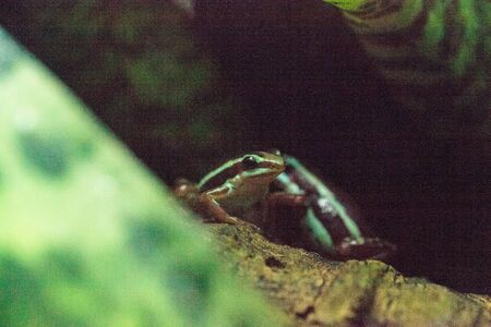 Tricolor poison dart frog Epipedobates tricolor, also called the Phantasmal poison frog, is endemic to Ecuador.の写真素材