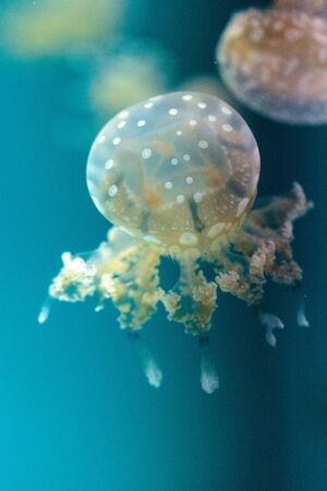 Golden jelly, Phyllorhiza punctata, is also known as the floating bell and the white-spotted...