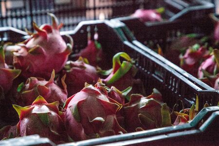 Red dragon fruit in a basket sold at a farmers market and grown locally in Southern California.の写真素材