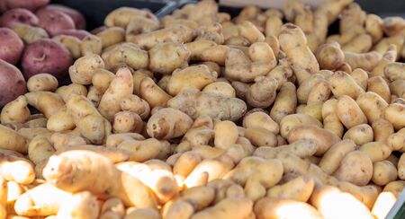 Bushel of golden yellow potatoes sold at a farmers marketの写真素材
