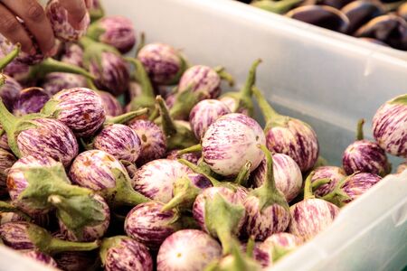 Purple, white and green Thai eggplant Solanum melongena sold at a farmers market and grown locally in Southern California.の写真素材