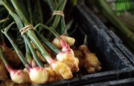 Organic raw ginger root on a rustic wood farm table.の写真素材