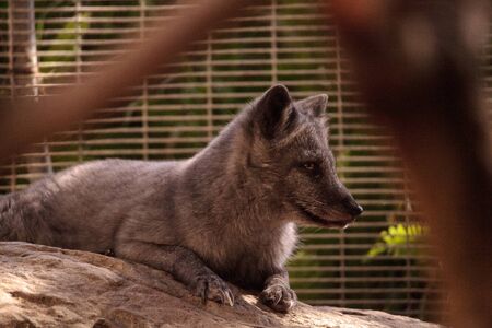 Arctic fox Vulpes lagopus has brown fur in the warmer months and white fur in the winterの写真素材