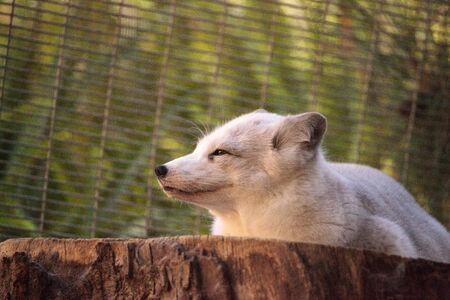 Arctic fox Vulpes lagopus has brown fur in the warmer months and white fur in the winterの写真素材