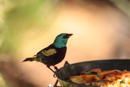 Blue necked tanager scientifically known as Tangara cyanicoilis is found in Central Columbia.の写真素材