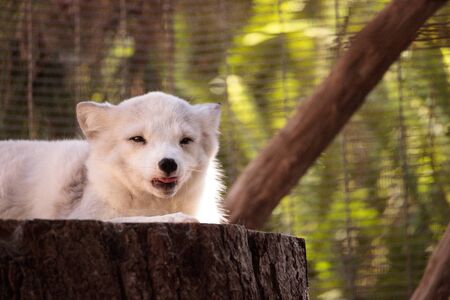 Arctic fox Vulpes lagopus has brown fur in the warmer months and white fur in the winterの写真素材
