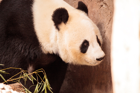 Giant panda bear known as Ailuropoda melanoleuca on the hunt for bamboo to eat.の写真素材