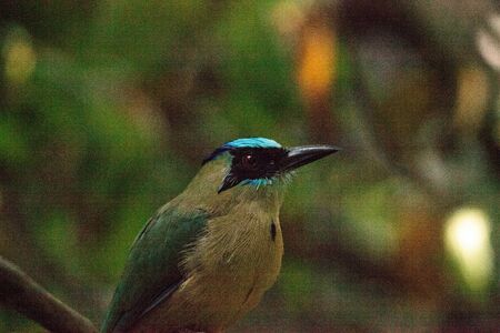 Blue-crowned motmot bird also called Momotus momota is found in Central and South Americaの写真素材