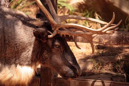 Siberian Reindeer called Rangifer tarandus sibiricus is seen on the tundra of Greenland, Mongolia, Russia, Norway and Finlandの写真素材