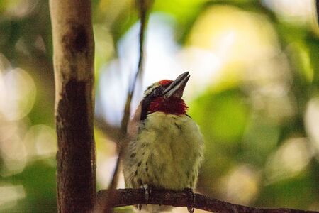 Black-spotted barbet Capito niger is a bird found in the floodplains and forests of South Americaの写真素材