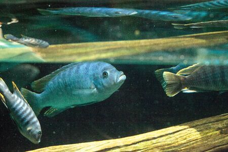 African cichlids Cichlidae swim in freshwater rivers in Africa. These fish come in a variety of colors, shapes and sizes.の写真素材