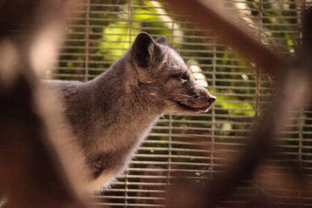 Arctic fox Vulpes lagopus has brown fur in the warmer months and white fur in the winterの写真素材