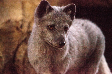 Arctic fox Vulpes lagopus has brown fur in the warmer months and white fur in the winterの写真素材