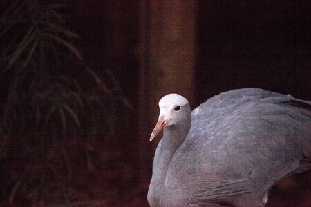 Blue Crane called Anthropoides paradise is found in South Africaの写真素材