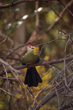 Red-crested turaco called Tauraco erythrolophus is found in Angola and the Democratic Republic of the Congoの写真素材