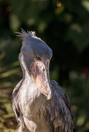 African Shoebill stork Balaeniceps rex is found in Africa in swamps from Sudan to Zambia.の写真素材