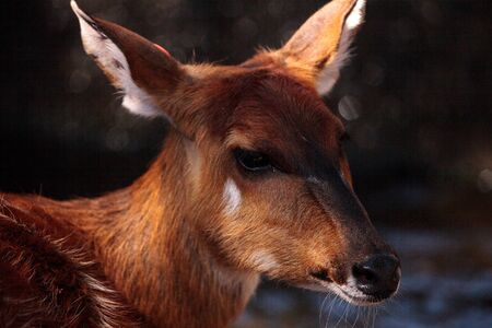 Female East African Sitatunga called Tragelaphus spekii spekii is a swamp dwelling antelope from west and central Africaの写真素材