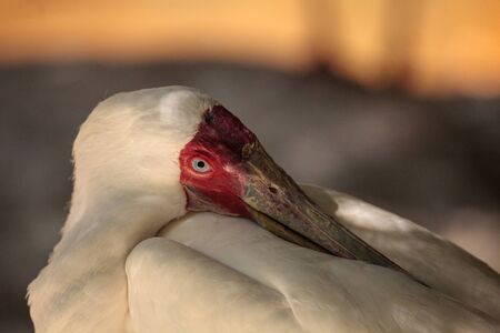 African spoonbill called Platalea alba is found in Gambia and Sudanの写真素材