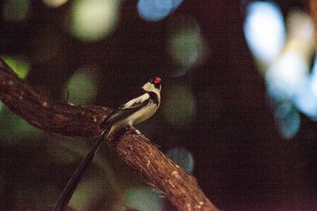 Pin-tailed Whydah bird Vidua macroura is found in Senegal to Ethiopia