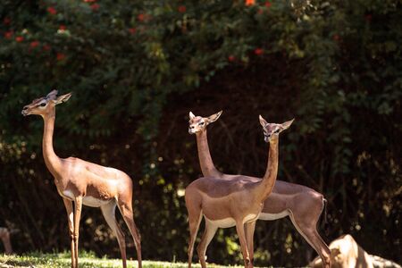 Southern Gerenuk Litocranius walleri are found in Tanzaniaの写真素材