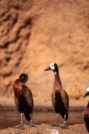 White-faced whistling duck called Dendrocygna viduata is found in South Africaの写真素材
