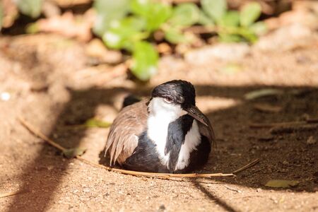 Spur-winged lapwing bird called Vanellus spinosus is found in Ethiopiaの写真素材