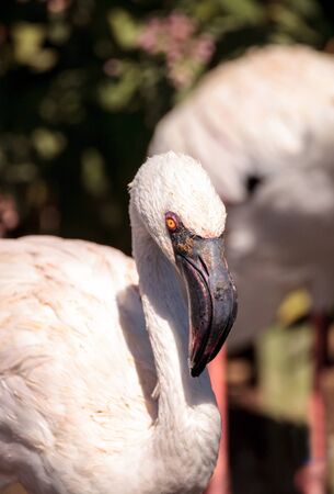 Pink lesser flamingo, Phoeniconaias minor, in the middle of a flock in Indiaの写真素材