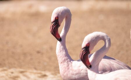 Pink lesser flamingo, Phoeniconaias minor, in the middle of a flock in Indiaの写真素材