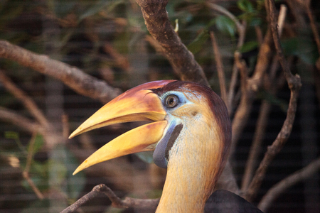 Knobbed hornbill bird Rhyticeros cassidix is found in Indonesiaの写真素材