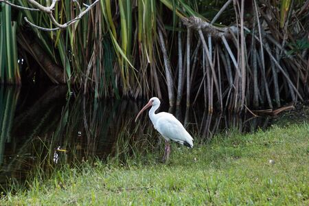 American White ibis Eudocimus albus birds scavenge for food at a park in Naples, Florida, USAの写真素材