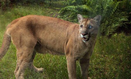 Naples, Florida, USA â October 20, 2017: Florida panther Puma concolor coryi blinded by a shotgun in 2014 and now resides at the Naples Zoo.のeditorial素材