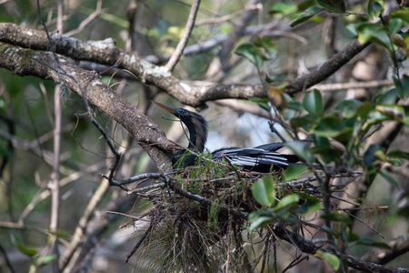 Female Anhinga bird called Anhinga anhinga and snakebird makes a nest as she prepares to lay eggsの写真素材