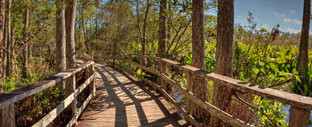 Boardwalk path at Corkscrew Swamp Sanctuary in Naples, Florida through pond cypress trees Taxodium distichum var nutans.の写真素材
