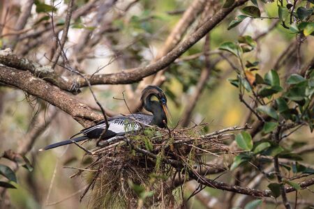 Female Anhinga bird called Anhinga anhinga and snakebird makes a nest as she prepares to lay eggsの写真素材