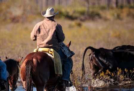 Lafayette, Louisiana, USA â December 2, 2017: Cowboy herds his cattle through marshland with the help of dogs. Editorial use only.の写真素材