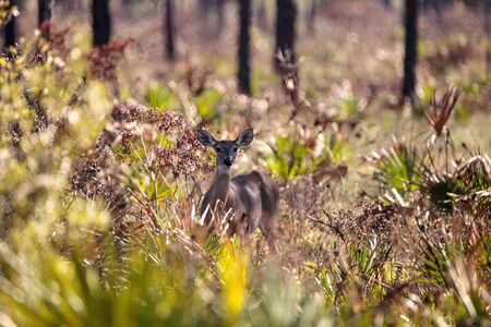 White-tailed deer Odocoileus virginianus peers out from the brush at the Fred C. Babcock and Cecil M. Webb Wildlife Management Area in Punta Gorda, Floridaの写真素材