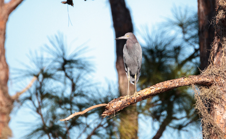 Little blue heron bird Egretta caerulea at the Fred C. Babcock and Cecil M. Webb Wildlife Management Area in Punta Gorda, Floridaの写真素材