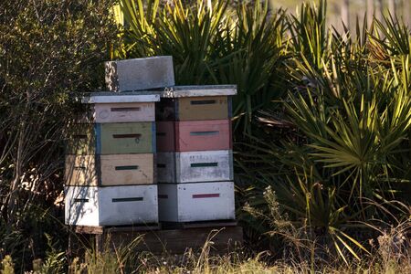 Stacks of langstroth bee hives with honeybees flying in and out as they collect pollen to create...