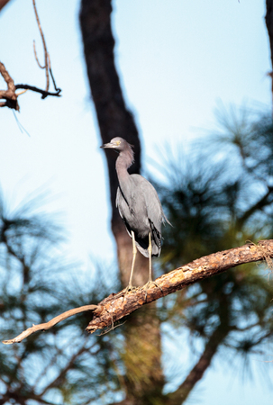 Little blue heron bird Egretta caerulea at the Fred C. Babcock and Cecil M. Webb Wildlife Management Area in Punta Gorda, Floridaの写真素材