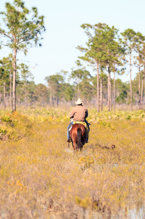 Lafayette, Louisiana, USA â December 2, 2017: Cowboy herds his cattle through marshland with the help of dogs. Editorial use only.の写真素材