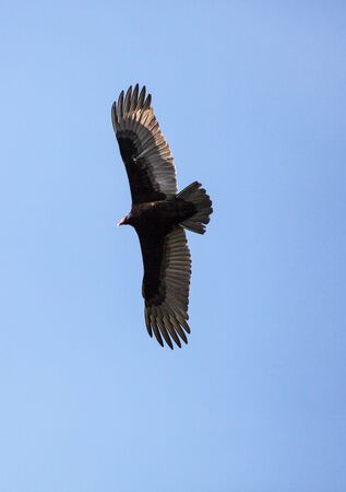 Turkey vulture Cathartes aura circles high above a marsh in the Ding Darling National Refuge on Sanibel Island, Floridaの写真素材
