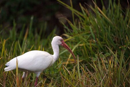 American white ibis Eudocimus albus forages for food in the grass on Sanibel Island, Floridaの写真素材