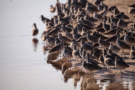 Flock of Willet shorebirds Tringa semipalmata on in a marsh Sanibel Islandの写真素材