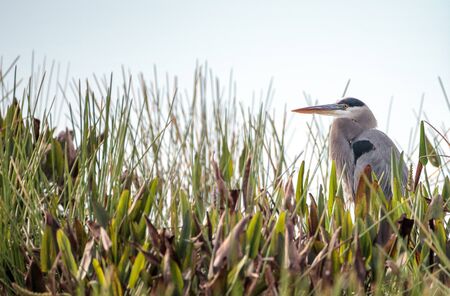 Great blue heron bird, Ardea herodias, in the wild, foraging in a marsh at the Fred C. Babcock and Cecil M. Webb Wildlife Management Area in Punta Gorda, Floridaの写真素材