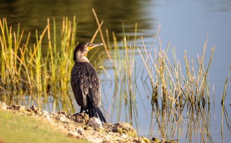 Double-crested Cormorant, Phalacrocorax auritus, is a black fishing bird found in lakes and rivers in North America.の写真素材