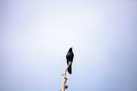 Common Grackle bird Quiscalus quiscula perches high in a tree in Naples, Floridaの写真素材