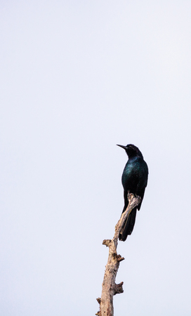 Common Grackle bird Quiscalus quiscula perches high in a tree in Naples, Floridaの写真素材